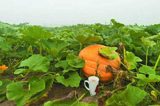 Cake N Cow Farms opens new patch in Hugoton